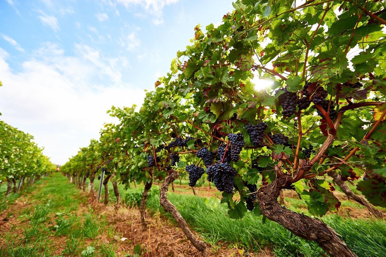 Dohlmuehle Hotel & Weingut Флонхайм Экстерьер фото